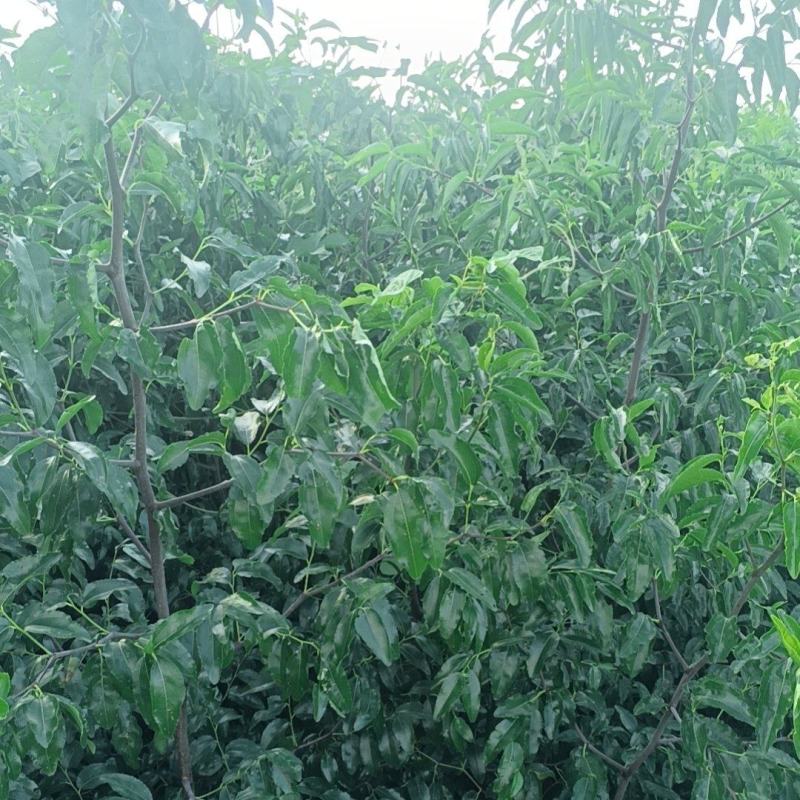 嫁接优质冬枣苗脆甜水果，