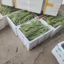 《精选》白条豆角基地直发保质保量现摘现发一条龙服务