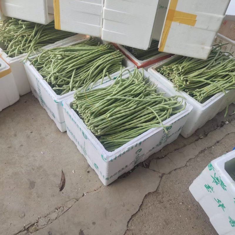 《精选》白条豆角基地直发保质保量现摘现发一条龙服务