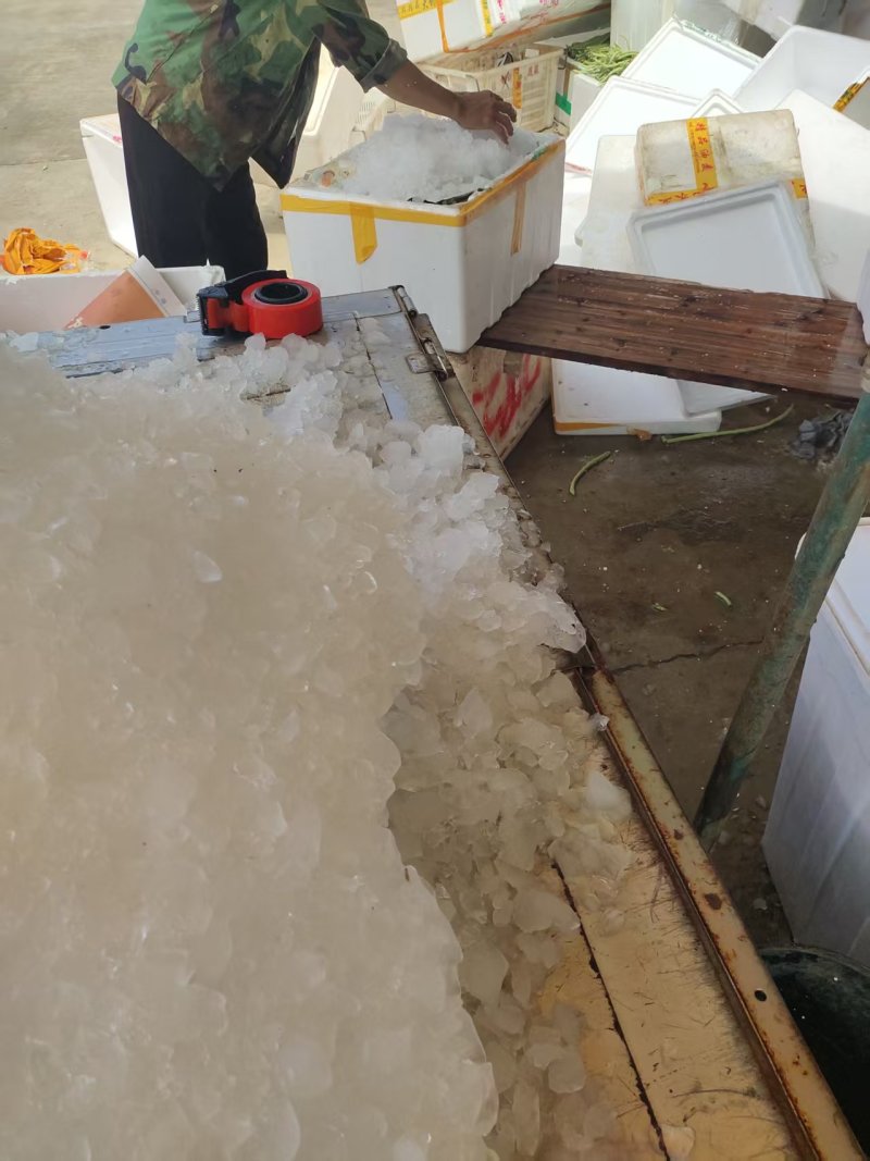 《精选》白条豆角基地直发保质保量现摘现发一条龙服务