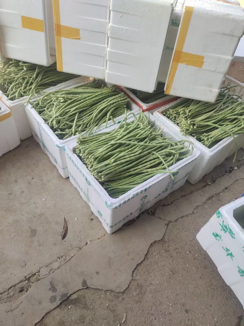 《精选》白条豆角基地直发保质保量现摘现发一条龙服务