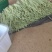 《精选》白条豆角基地直发保质保量现摘现发一条龙服务