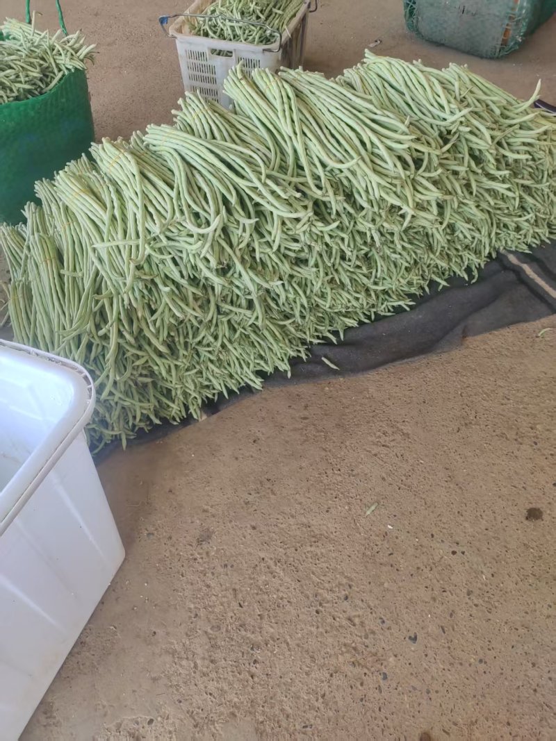 《精选》白条豆角基地直发保质保量现摘现发一条龙服务