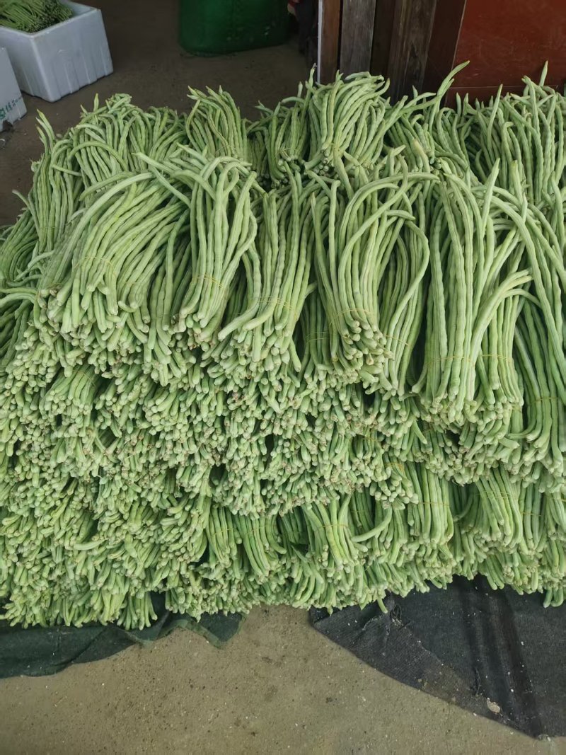 《精选》白条豆角基地直发保质保量现摘现发一条龙服务