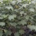 木芙蓉，单杆丛生木芙蓉，基地常年批发。各种规格。