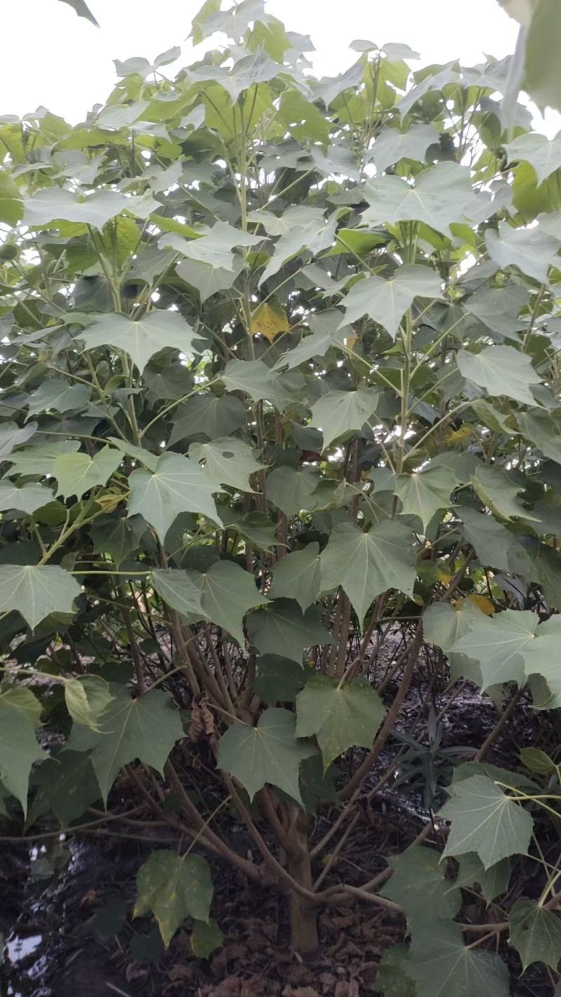 木芙蓉，单杆丛生木芙蓉，基地常年批发。各种规格。