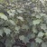 木芙蓉，单杆丛生木芙蓉，基地常年批发。各种规格。