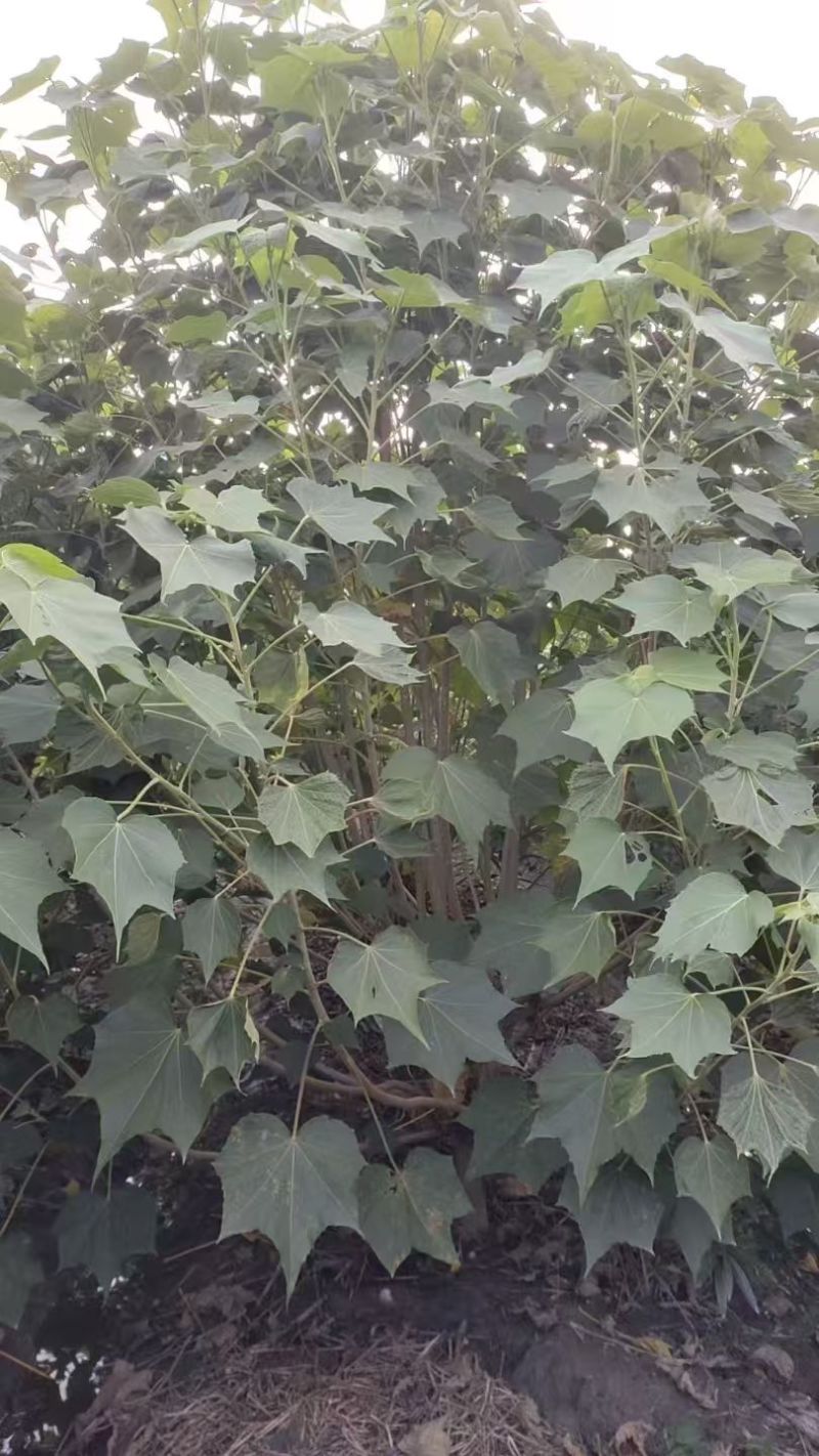 木芙蓉，单杆丛生木芙蓉，基地常年批发。各种规格。