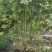 木芙蓉，单杆丛生木芙蓉，基地常年批发。各种规格。