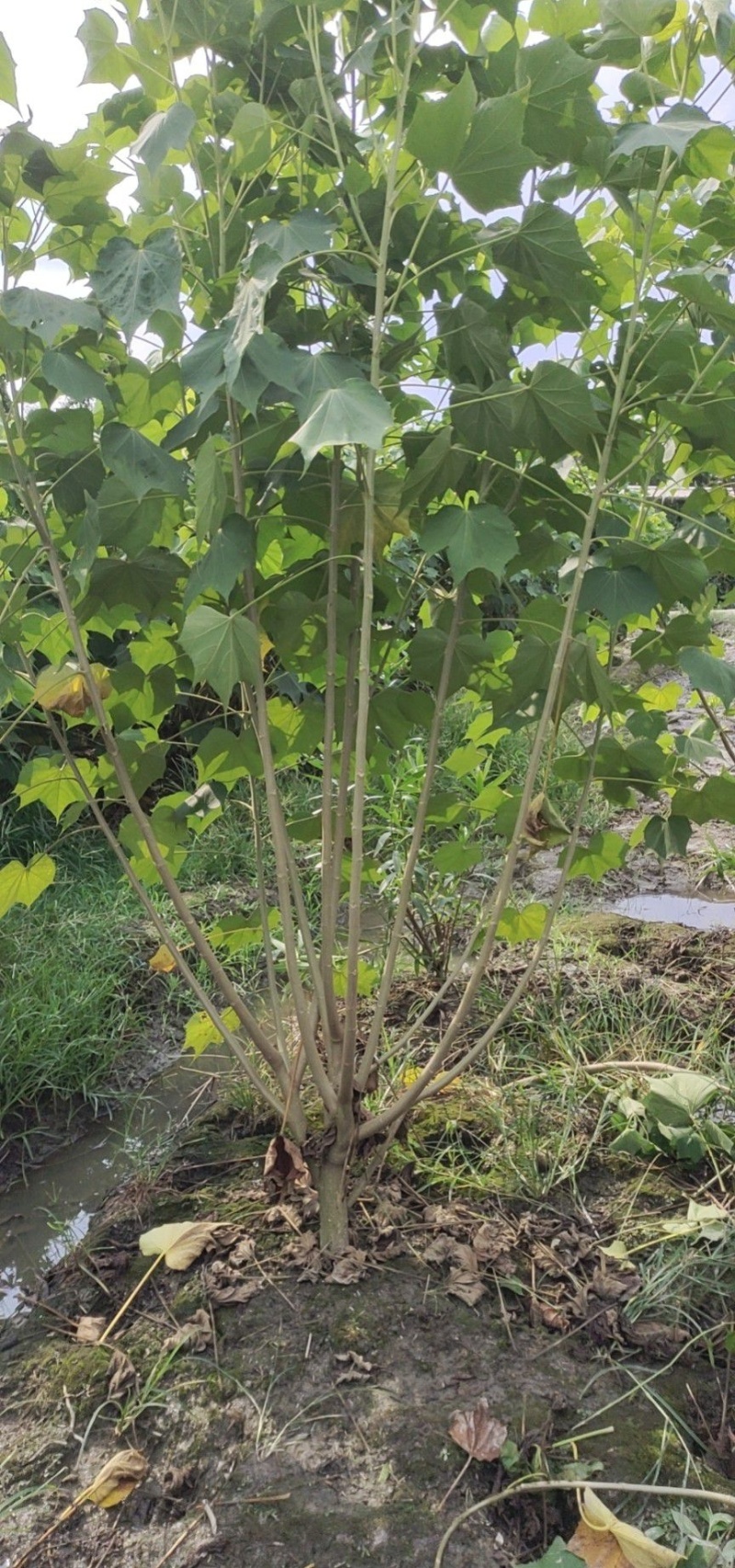 木芙蓉，单杆丛生木芙蓉，基地常年批发。各种规格。