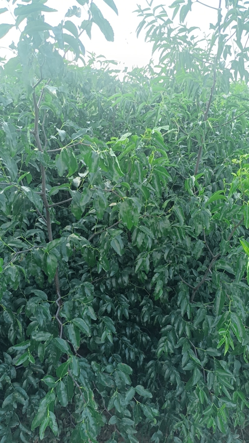 嫁接优质冬枣苗脆甜水果，
