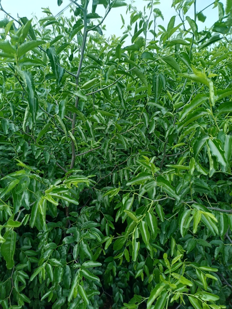 嫁接优质冬枣苗脆甜水果，