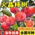 果园直发柿子树苗火晶柿子红灯笼柿现挖现发包品种成活率