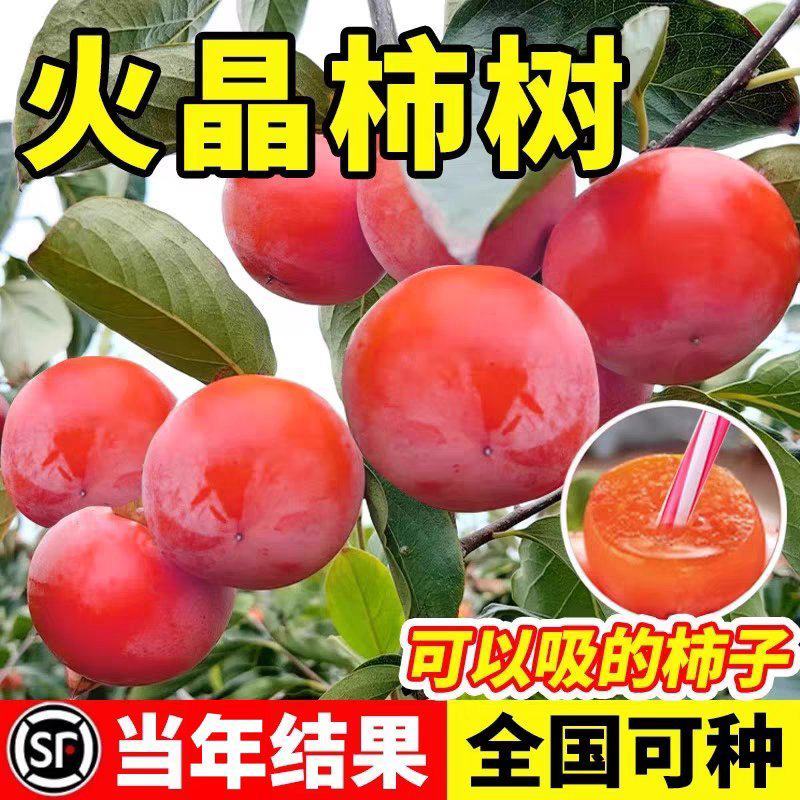 果园直发柿子树苗火晶柿子红灯笼柿现挖现发包品种成活率