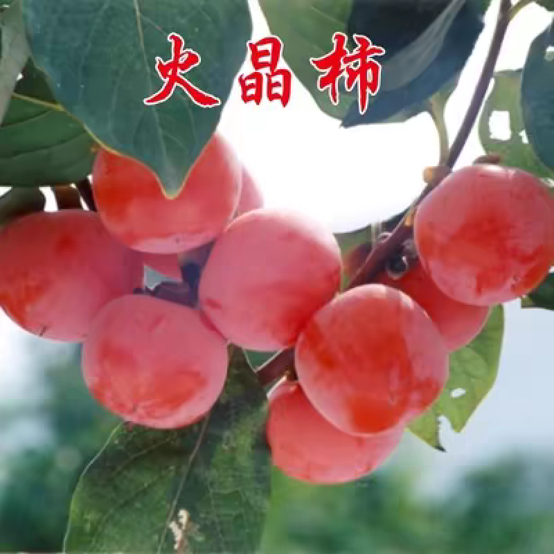 果园直发柿子树苗火晶柿子红灯笼柿现挖现发包品种成活率