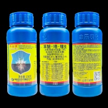 24%苯.咯.噻安徽丰乐半招净登记大蒜根腐病蒜蛆