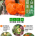 果园直发柿子树苗火晶柿子红灯笼柿现挖现发包品种成活率