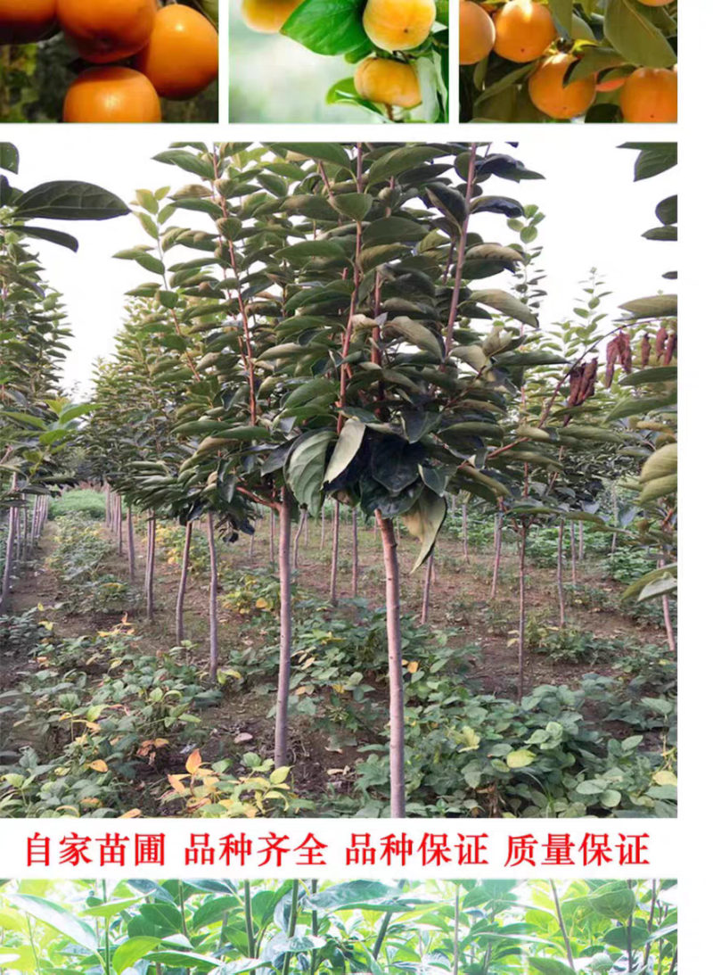 果园直发柿子树苗火晶柿子红灯笼柿现挖现发包品种成活率