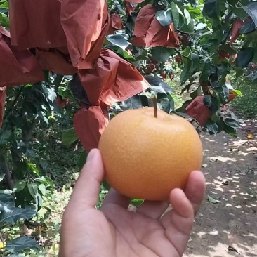 秋月梨