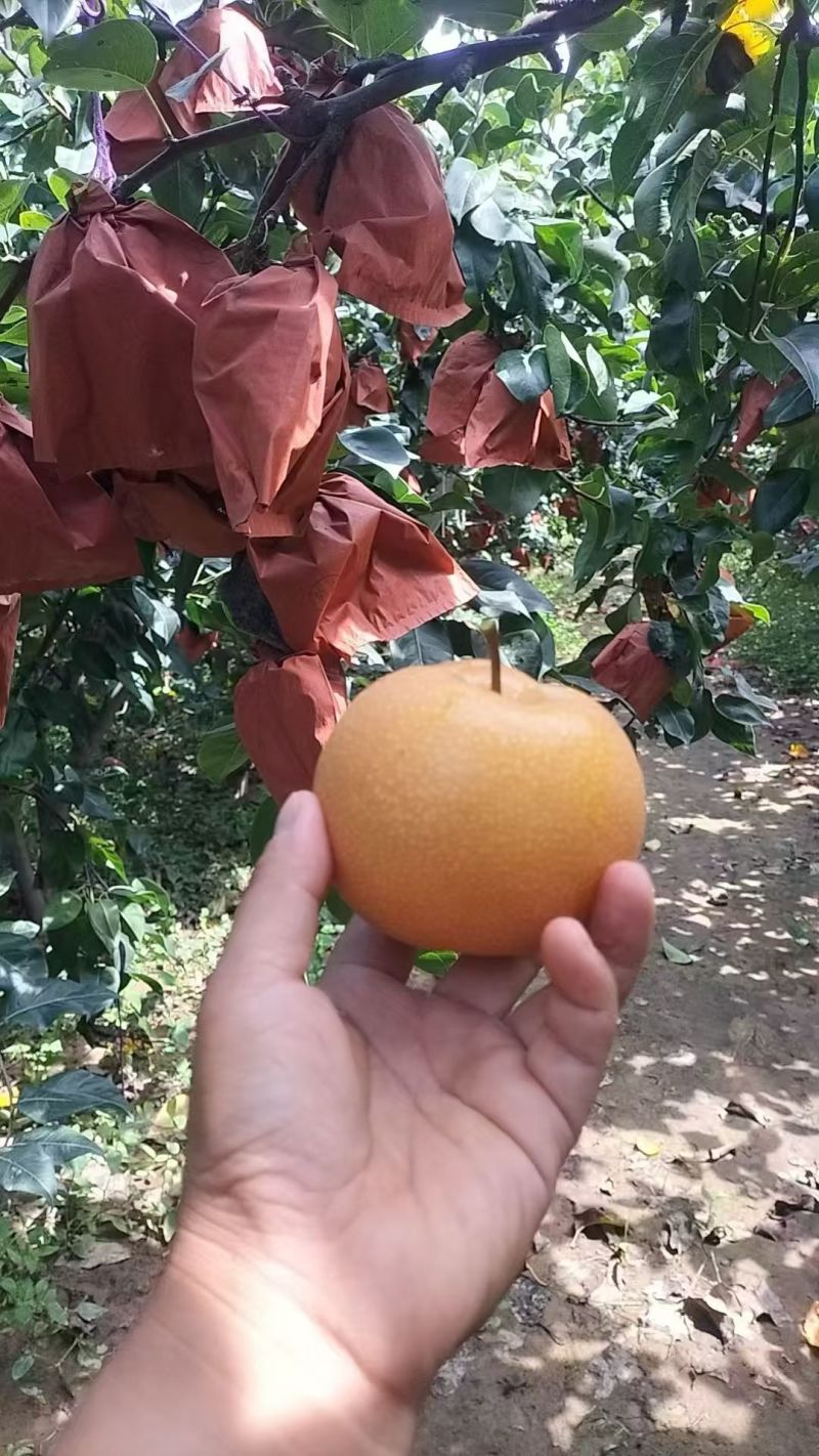 秋月梨