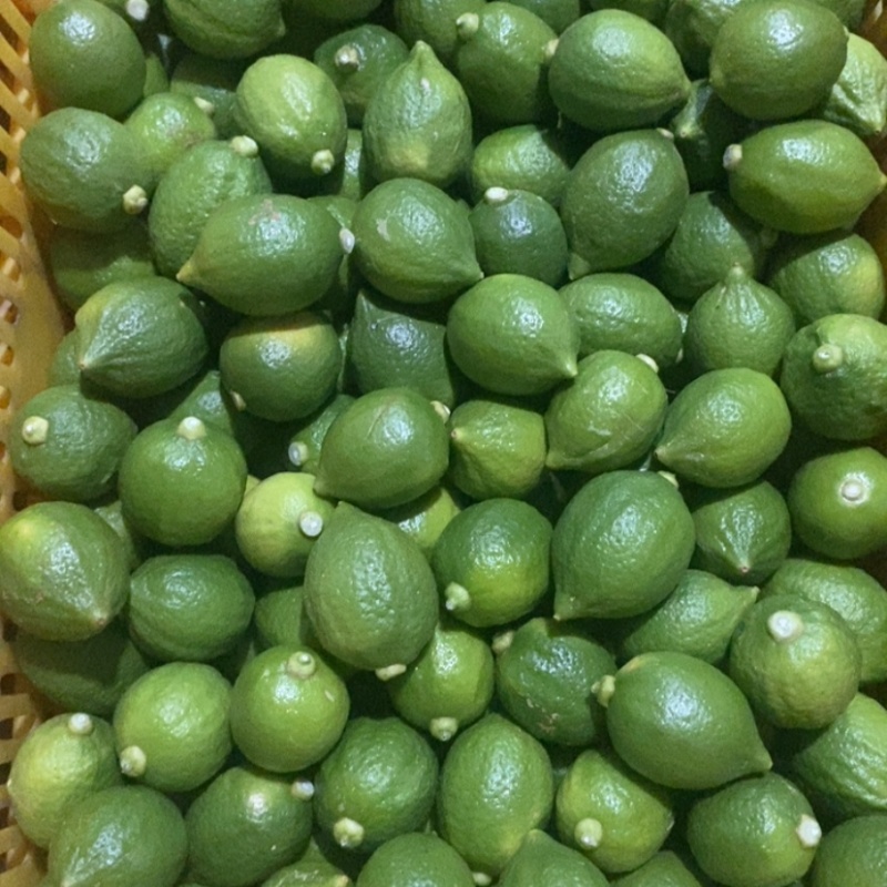 广东香水柠檬