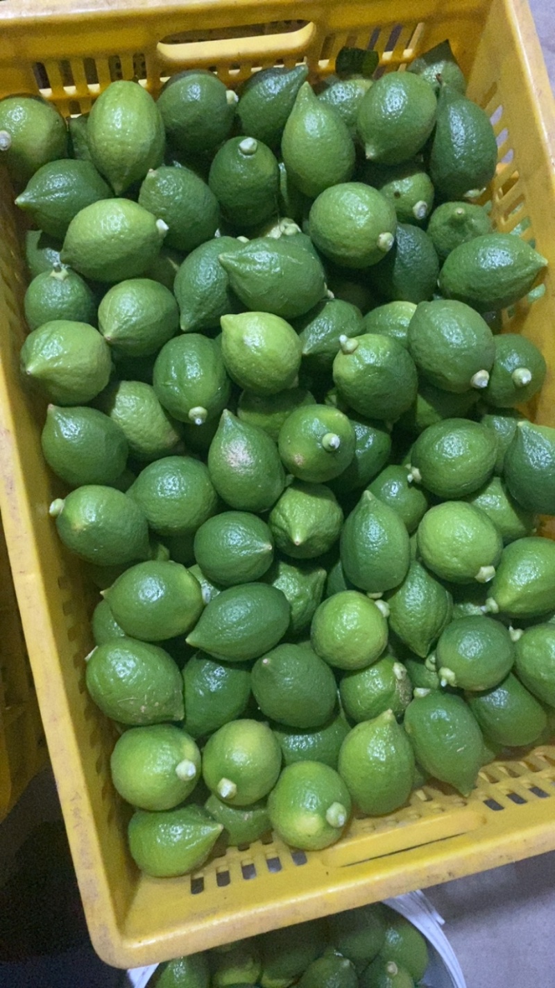 广东香水柠檬