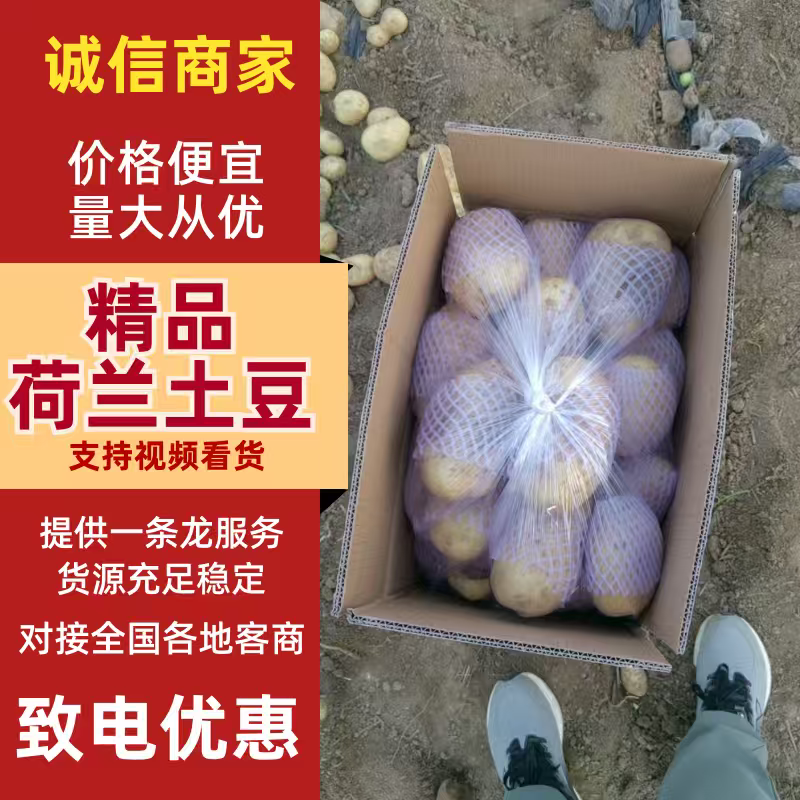 滕州市大棚V7，沃土，荷兰。大量上市中产地直发发全国
