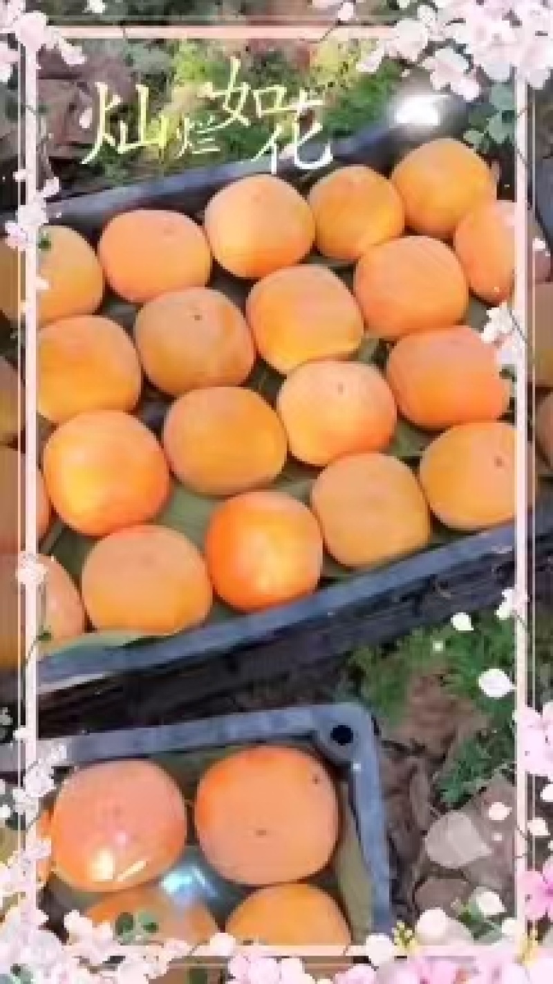 顺平甜心脆柿上市了