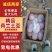 滕州3两通天大棚土豆，价格实惠，大量供应