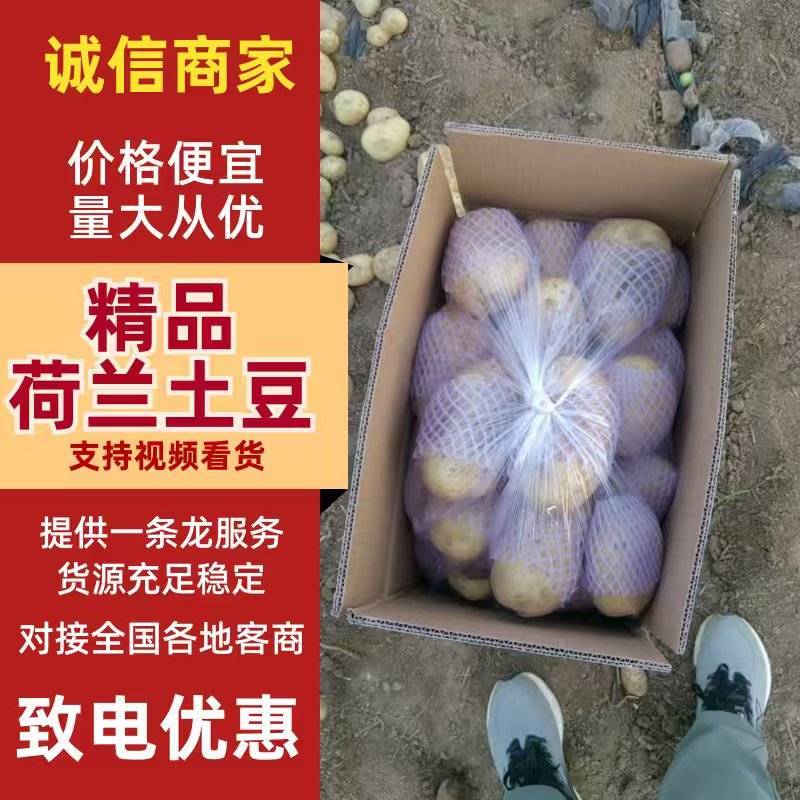 滕州3两通天大棚土豆，价格实惠，大量供应