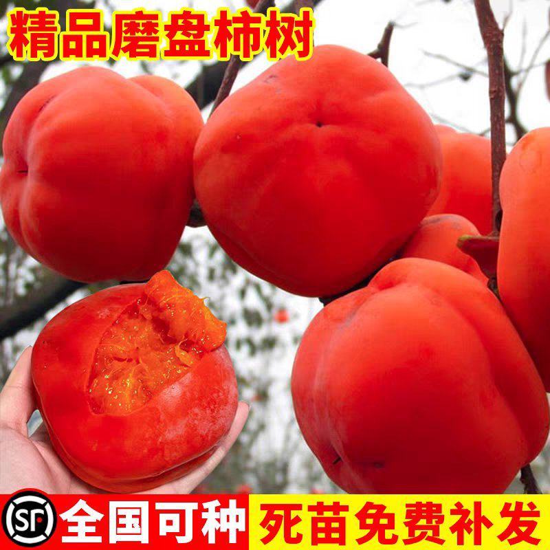 果园直发柿子树苗磨盘柿子牛心柿现挖现发包品种成活率