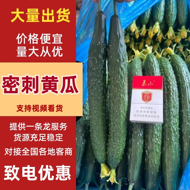 精品黄瓜山东黄瓜密刺黄瓜大量上市一手货源