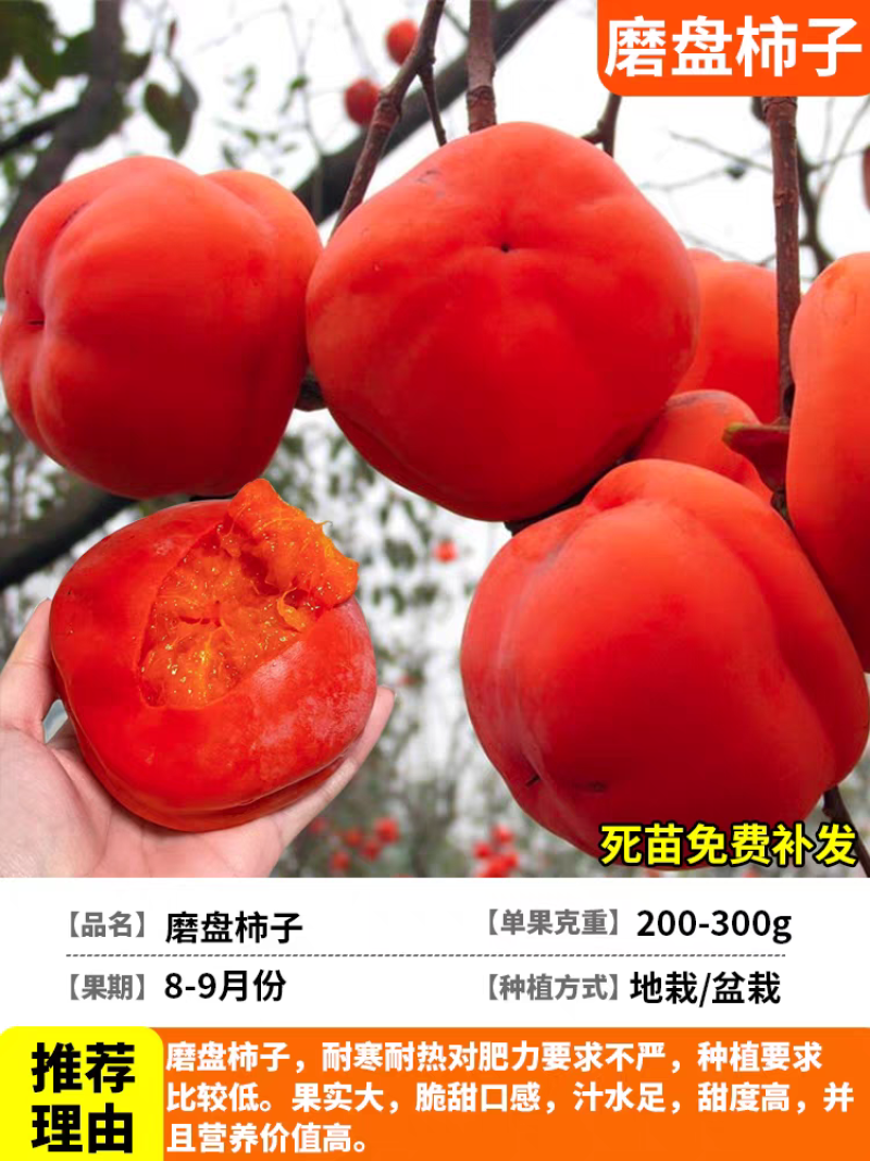 果园直发柿子树苗磨盘柿子牛心柿现挖现发包品种成活率