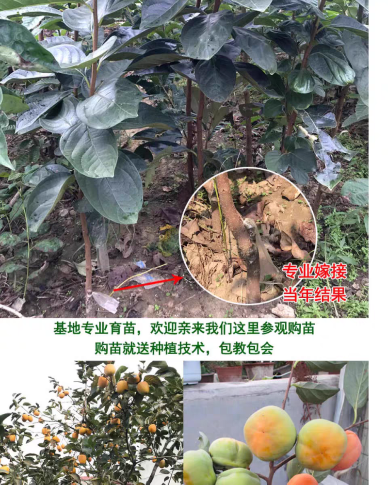 果园直发柿子树苗磨盘柿子牛心柿现挖现发包品种成活率