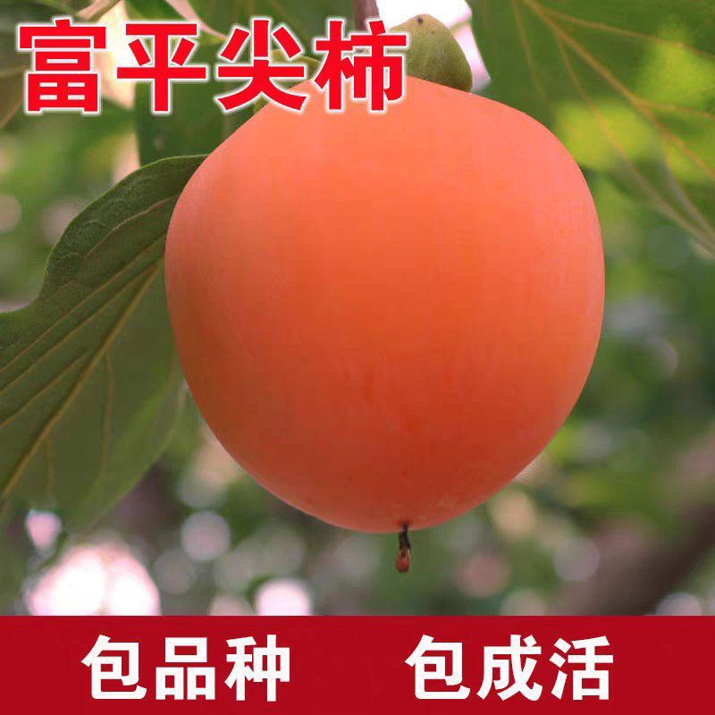 果园直发柿子树苗富平尖柿巧克力柿现挖现发包品种成活率