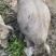 自己家散养黑土猪