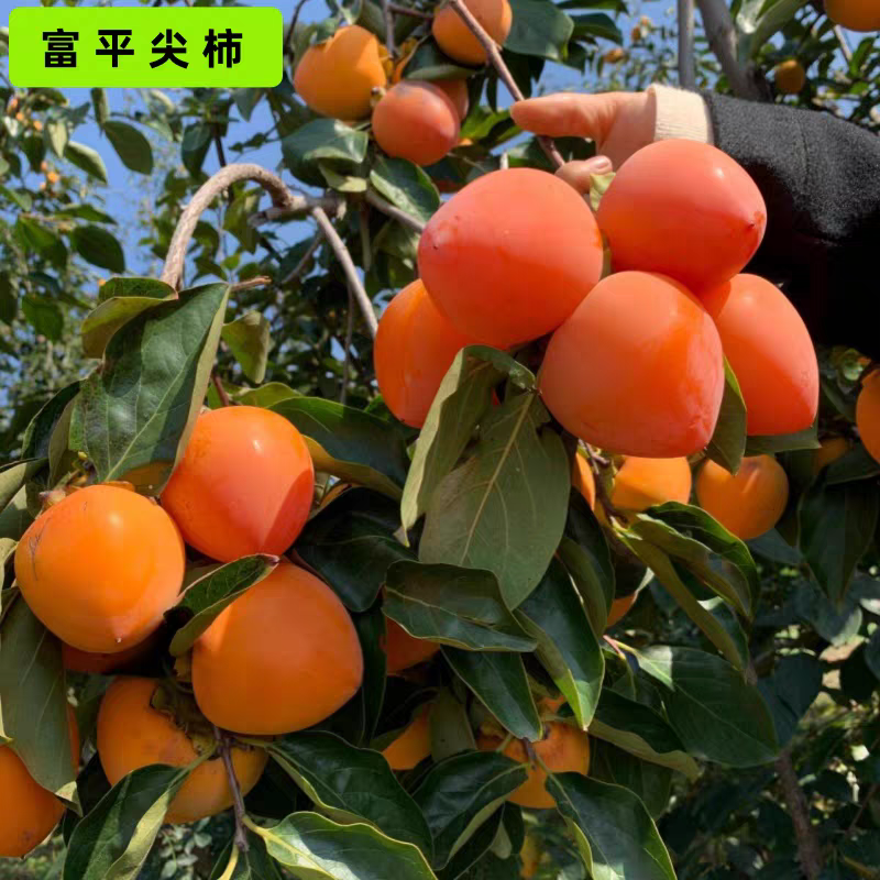 果园直发柿子树苗富平尖柿巧克力柿现挖现发包品种成活率