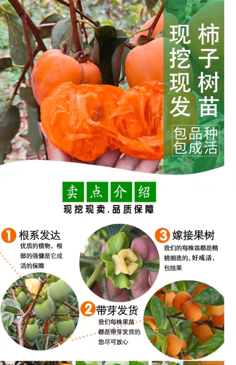 果园直发柿子树苗富平尖柿巧克力柿现挖现发包品种成活率
