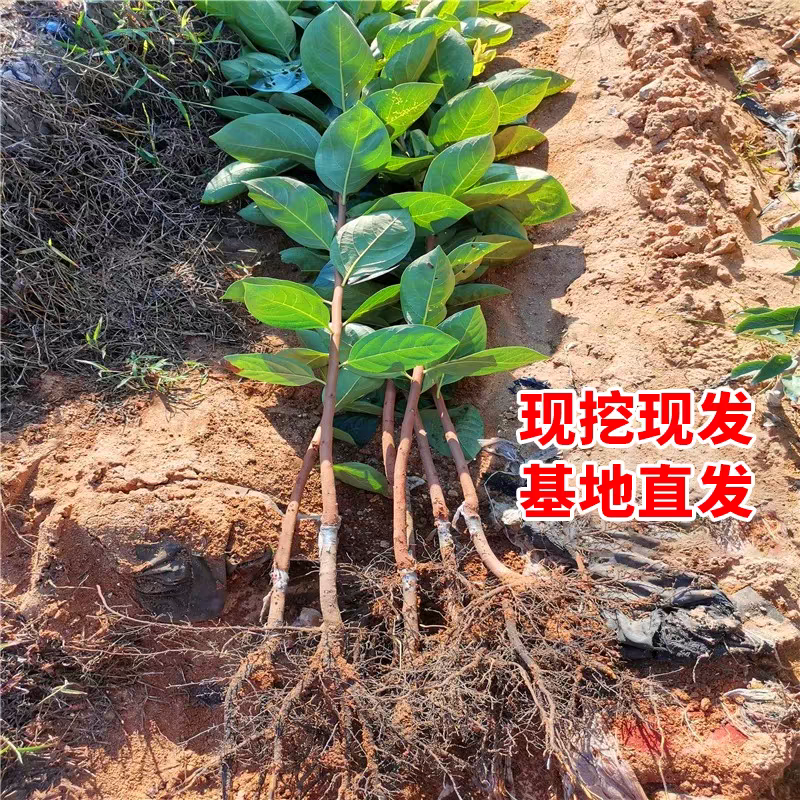 果园直发柿子树苗富平尖柿巧克力柿现挖现发包品种成活率