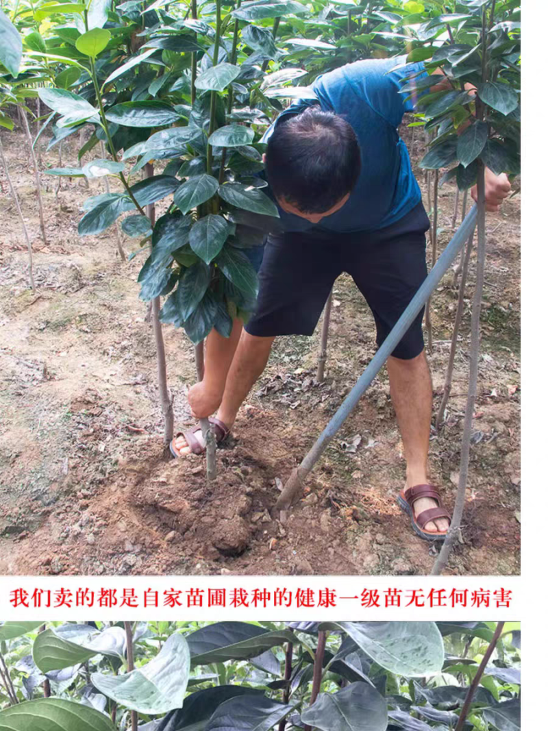 果园直发柿子树苗富平尖柿巧克力柿现挖现发包品种成活率