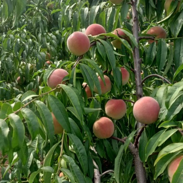山东清香蜜桃香甜可口价格美丽质量好走货快欢迎询价正在热卖