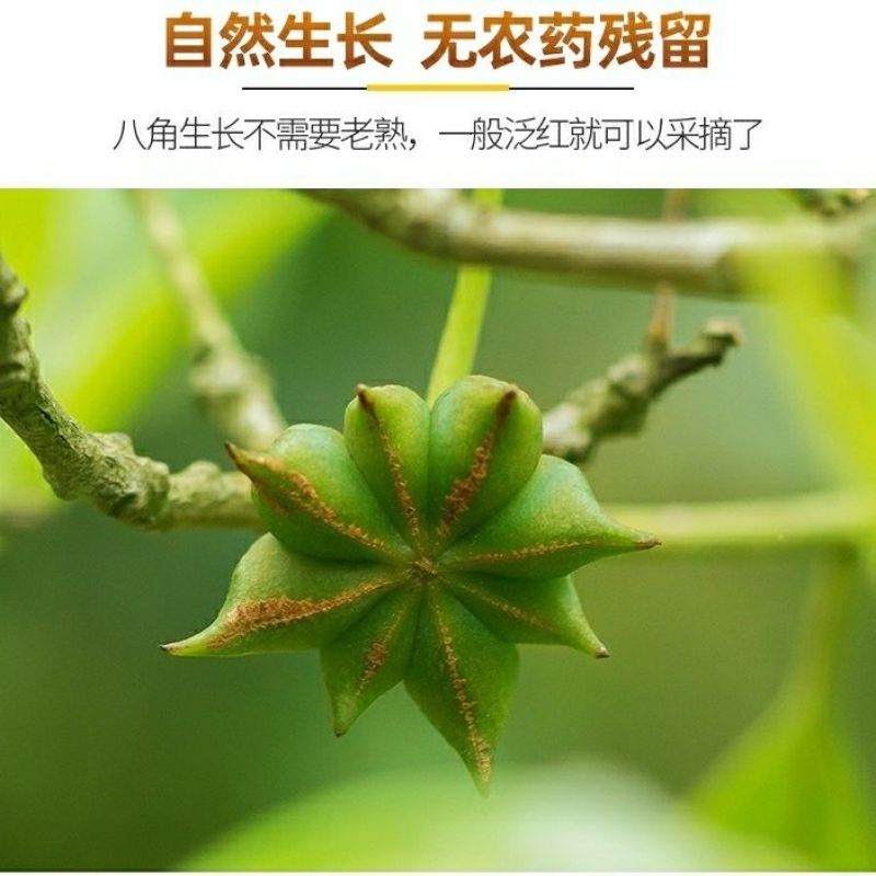 广西南宁八角