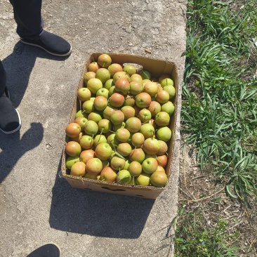 南果梨
