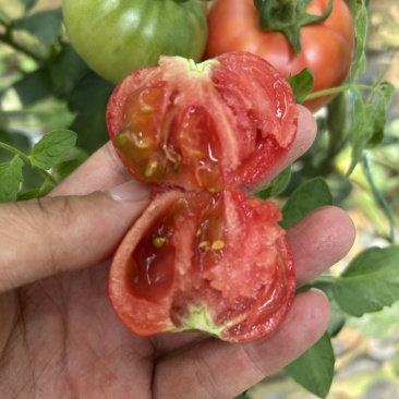 牧心、高糖番茄，口感番茄、稳定供应、高糖度