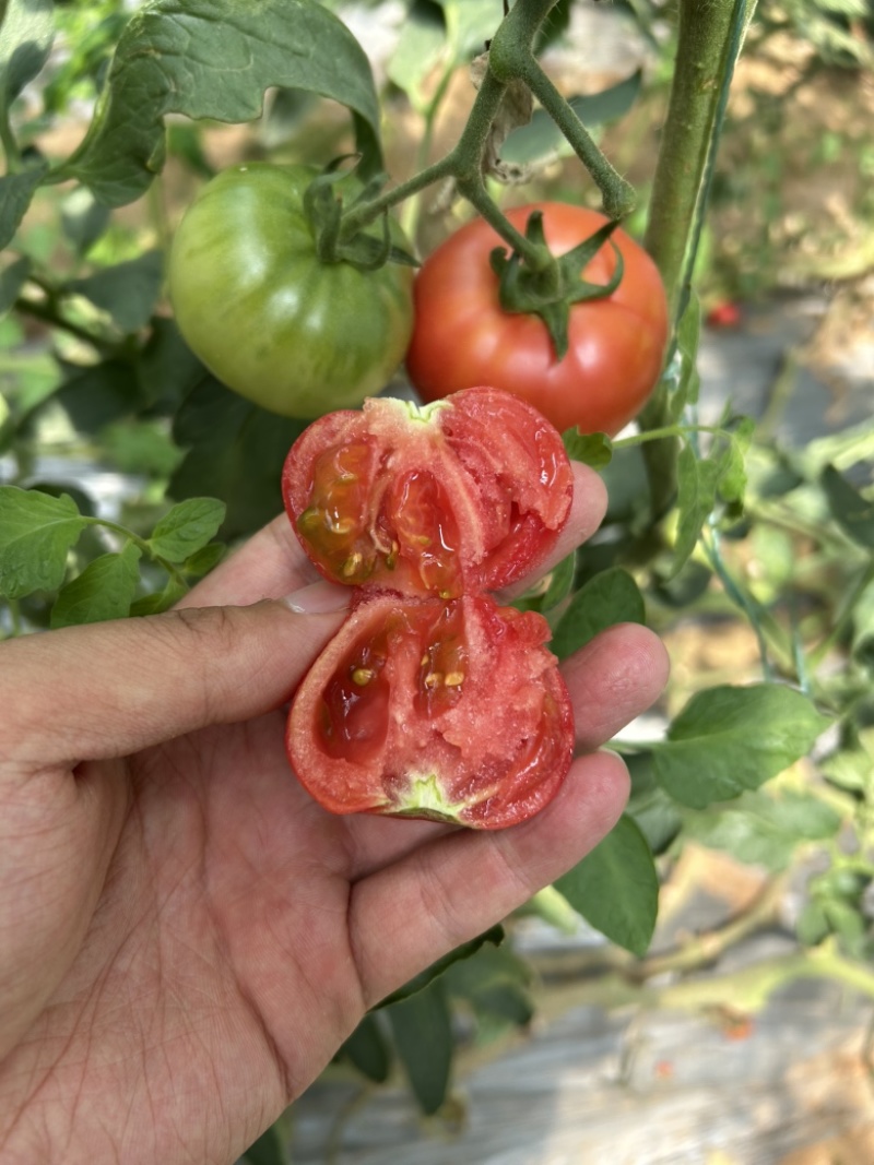 牧心、高糖番茄，口感番茄、稳定供应、高糖度