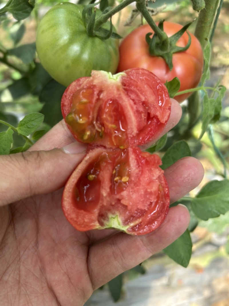 牧心、高糖番茄，口感番茄、稳定供应、高糖度