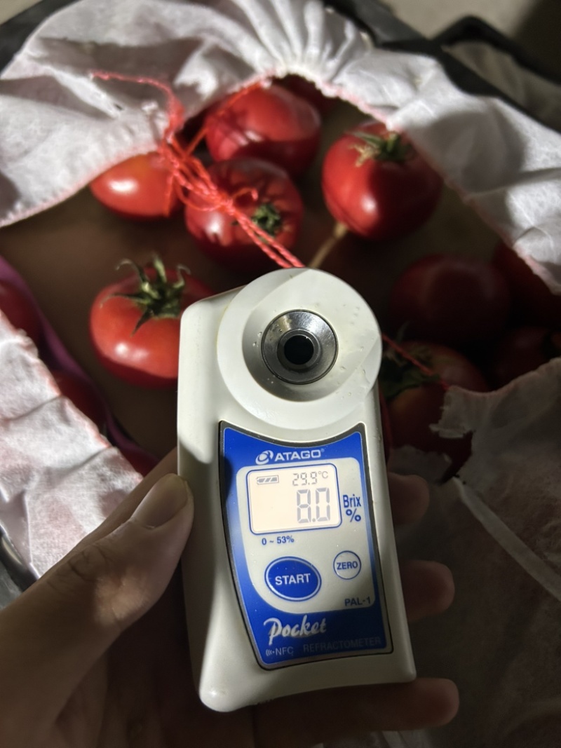牧心、高糖番茄，口感番茄、稳定供应、高糖度