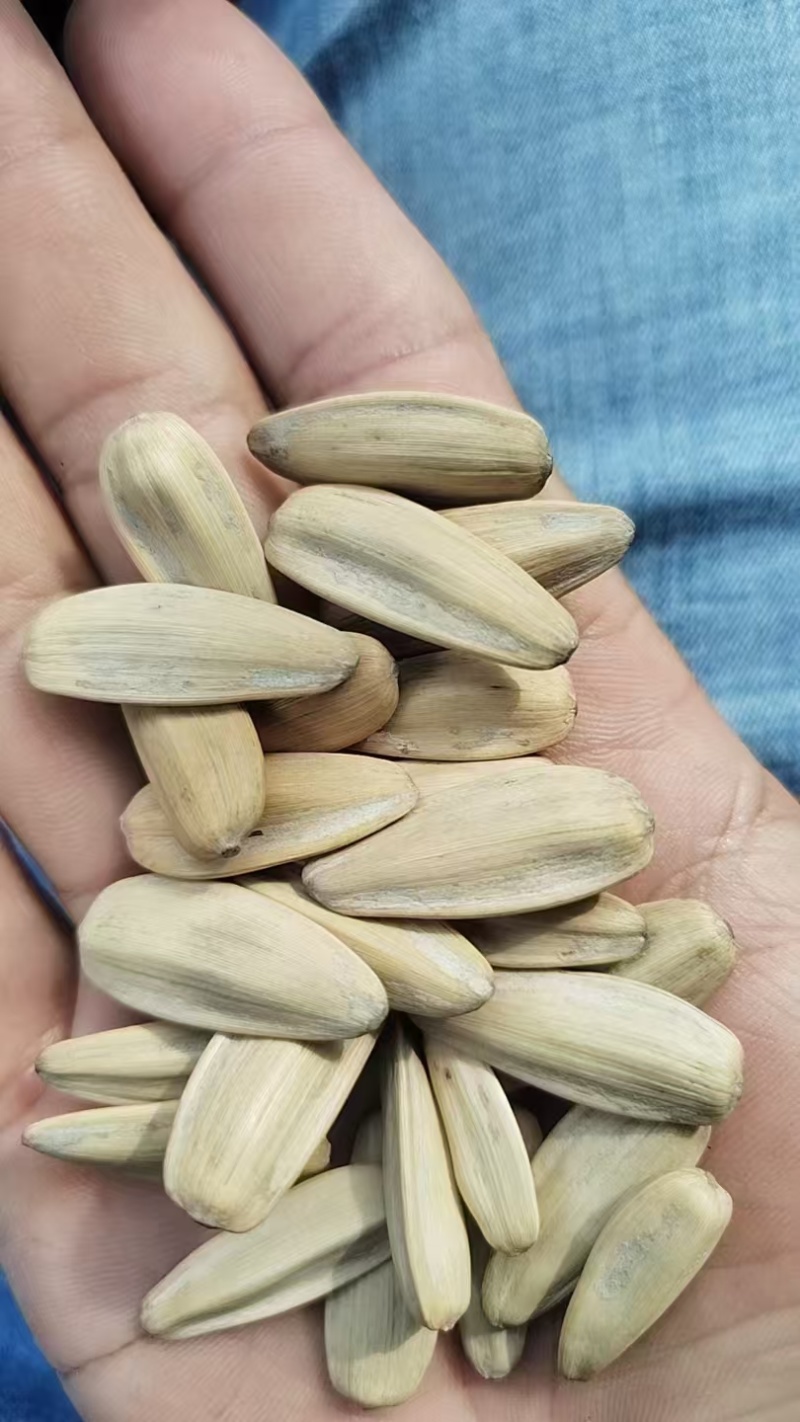 五香脱皮瓜子，电商通用货各位老板可聊