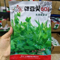 四季芽苗菜种子无须豆尖1号豌豆种子吃苗柔嫩清香豌豆尖种子