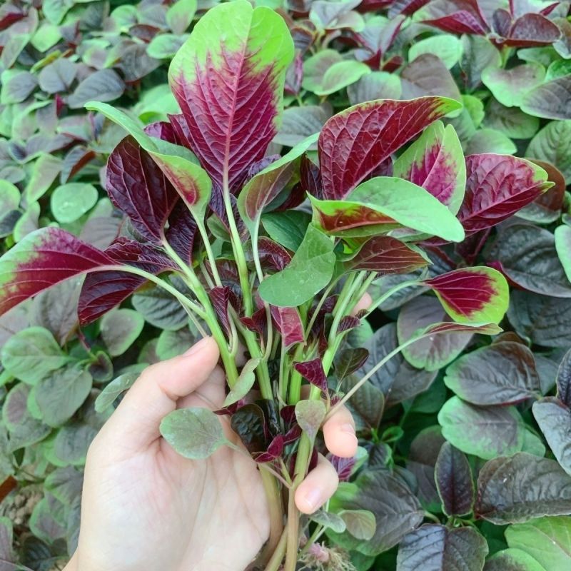 农家现挖现送红苋菜苋菜